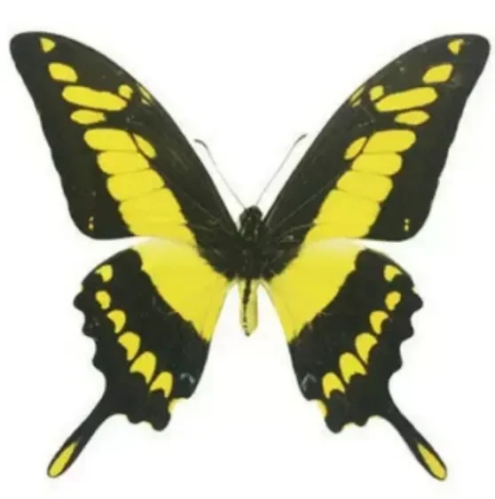 Natural Real Butterfly Specimen Teaching Aid Teaching Specimen DIY Winged Butterfly Specimen Transparent Bag Random Shipment
