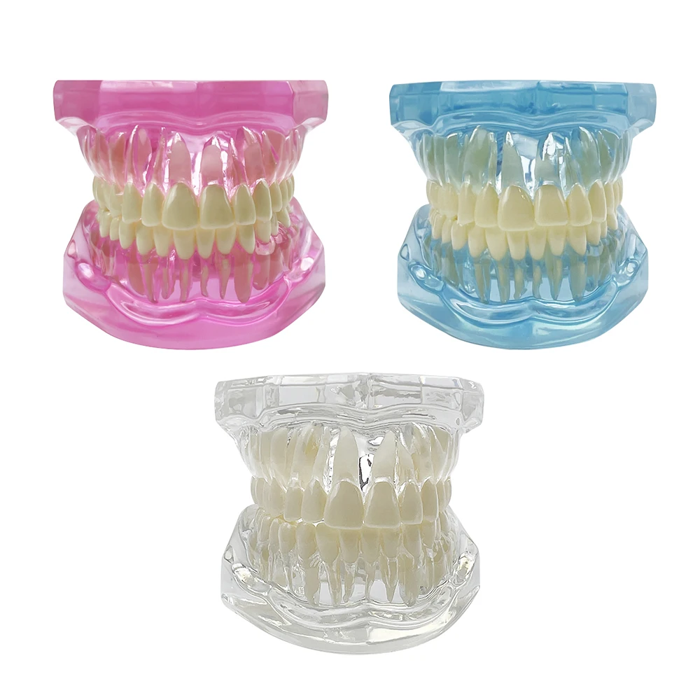 Normal Dental Model Pink Transparent Standard Teeth Jaw Model Typodont For Dentist Student Teaching Study Demonstration Tools