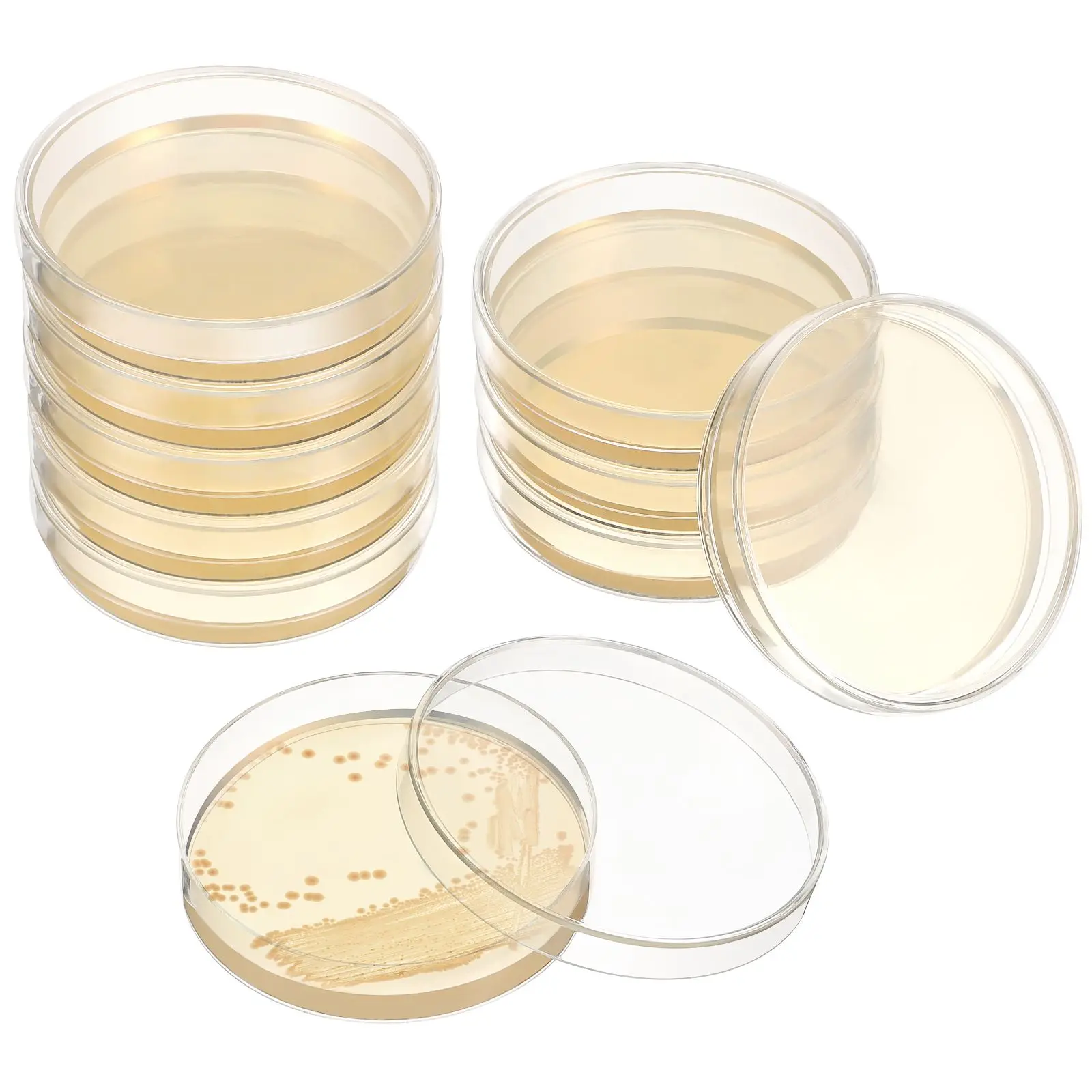 20 Pcs Cover Nutrient Agar Plate Child Pre Made for Science Cubes Laboratory Culture Dish