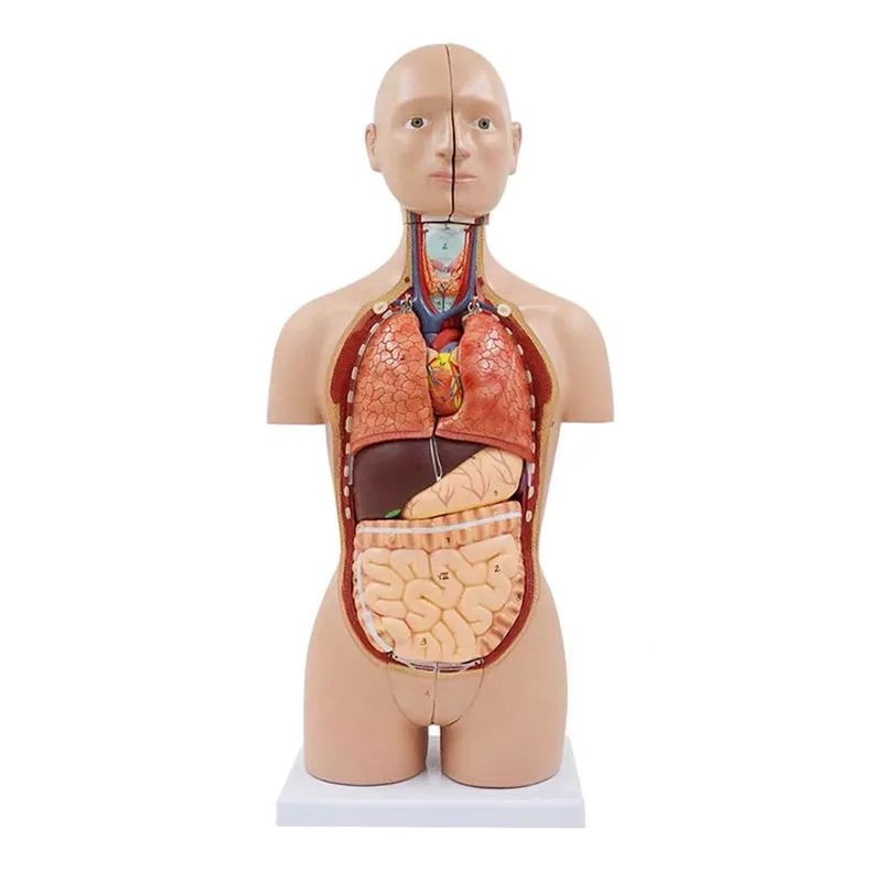 

45cm Dismantling 16 Parts Human Bisexual Torso Body Anatomical Model Medical Organs Anatomy Supplies Teaching Tool