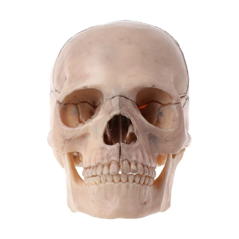 

15pcs/set 4D Disassembled Skull Anatomical Model Detachable Medical Teaching Too best sale