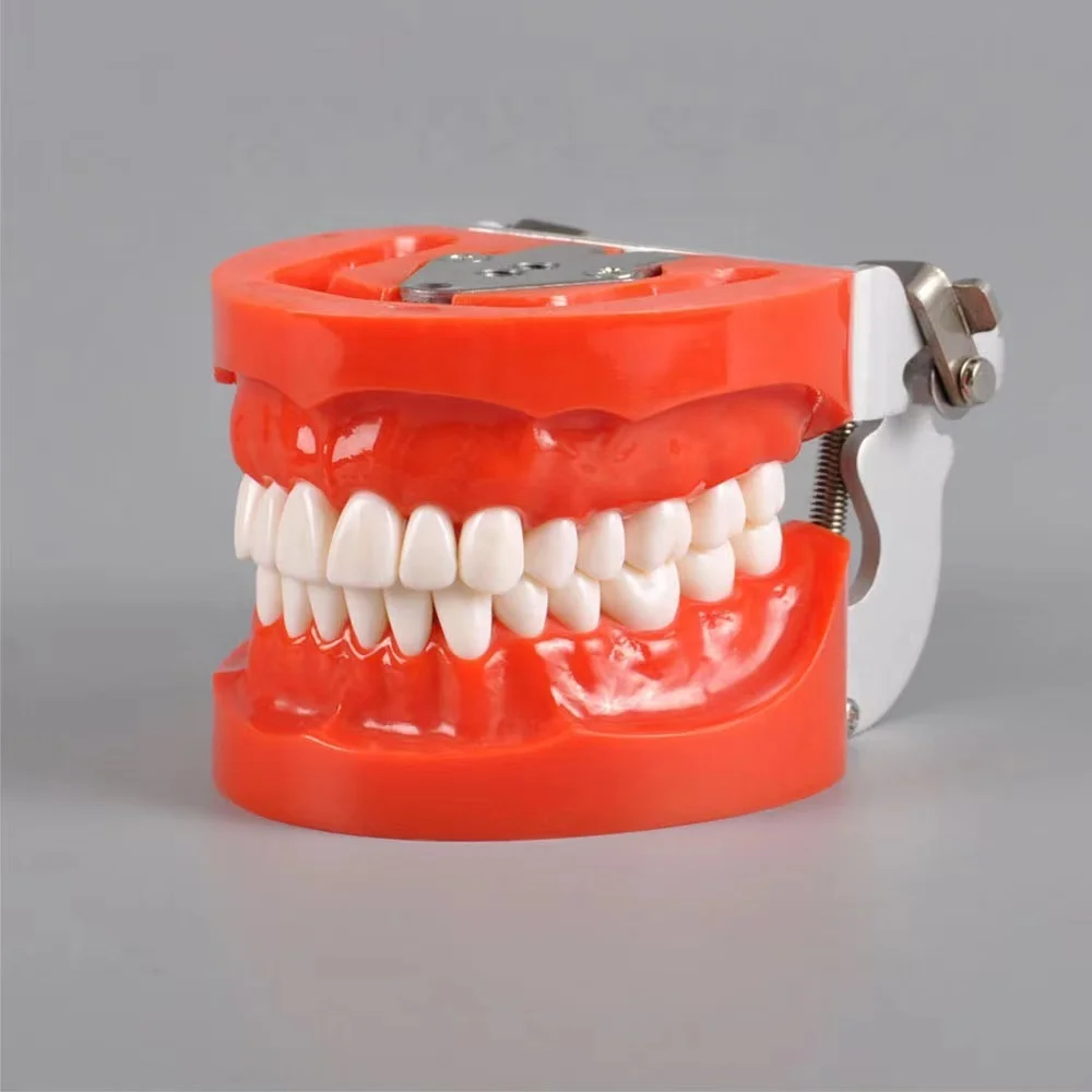 

2024 Hotsale Dentals Typodont Teeth Jaw Model with 32 Teeth and Hard Gum