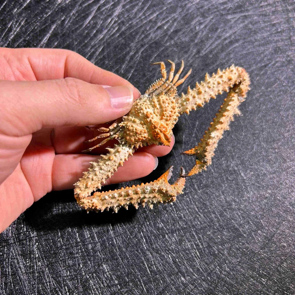 Hedgehog crab  handmade specimen  popular science teaching aids marine biological beetell stylish gift