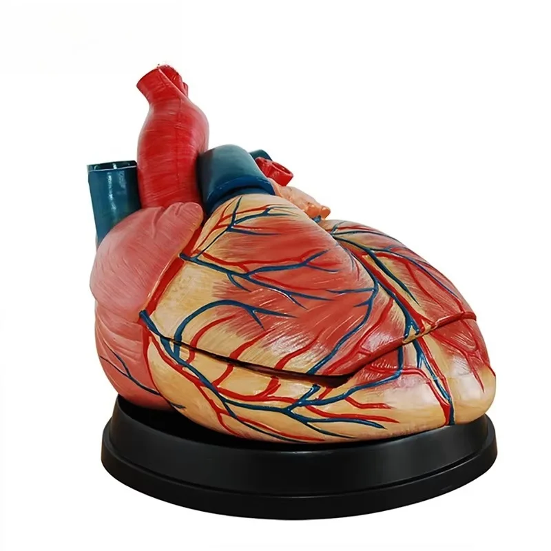 Heart Model PVC 5x Enlargement Human Heart Anatomy Model with 3 Removable Parts