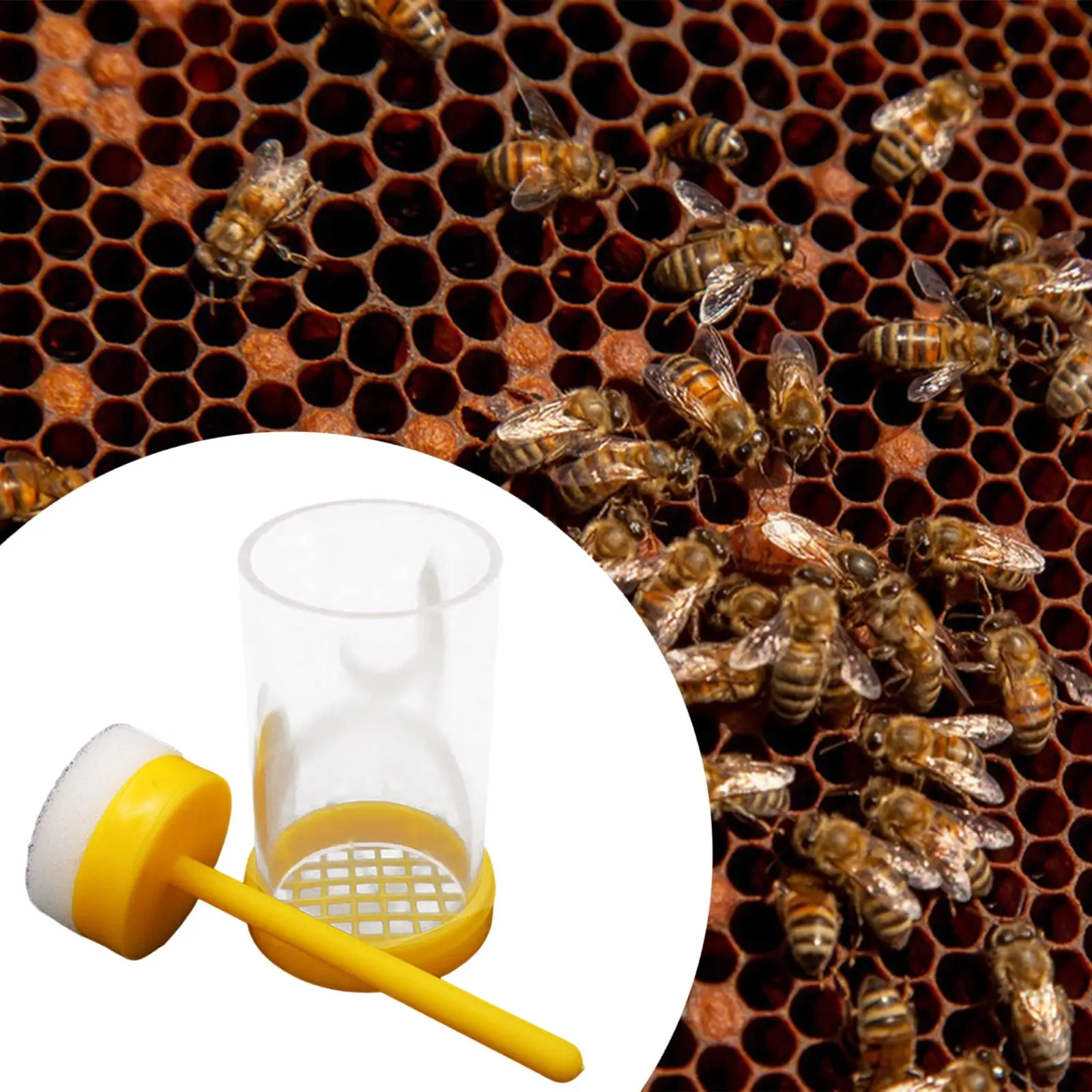 قفص علامة Queen Bee، زجاجة علامات شفافة، أداة تربية النحل خفيفة الوزن لإدارة المستعمرة الفعالة