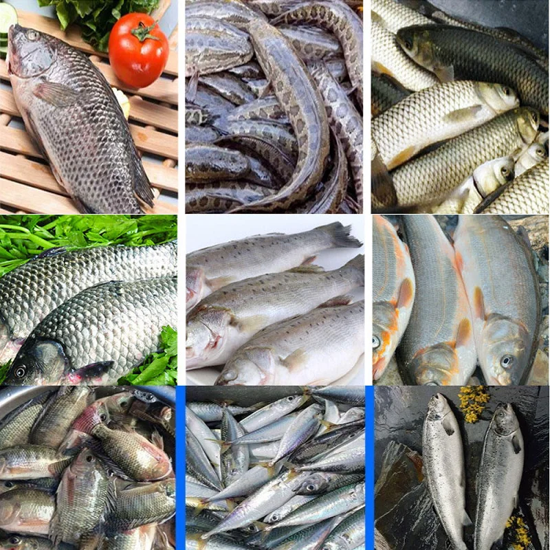 Industrielle automatische Fischentötungsmaschine, kleine Fischschneidemaschine aus Edelstahl