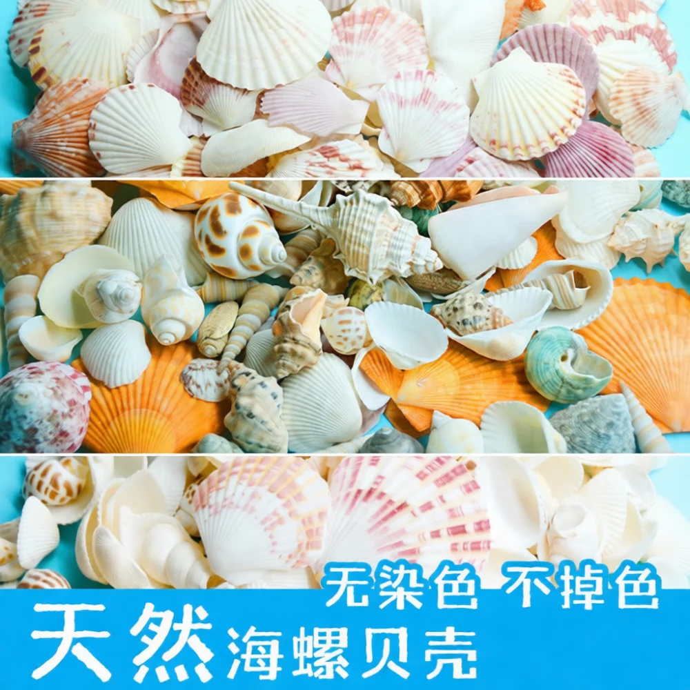 Mixed Nature Sea Shells Tiny Starfish Decor Aquarium Landscape Material Hermit Crab House Table Ornament Craft Project