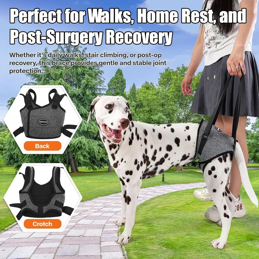 حزام دعم للكلاب الكبيرة ذات الأرجل الخلفية الضعيفة: يساعد على رقعة العضلات وقضايا المفاصل وإعادة التأهيل #5