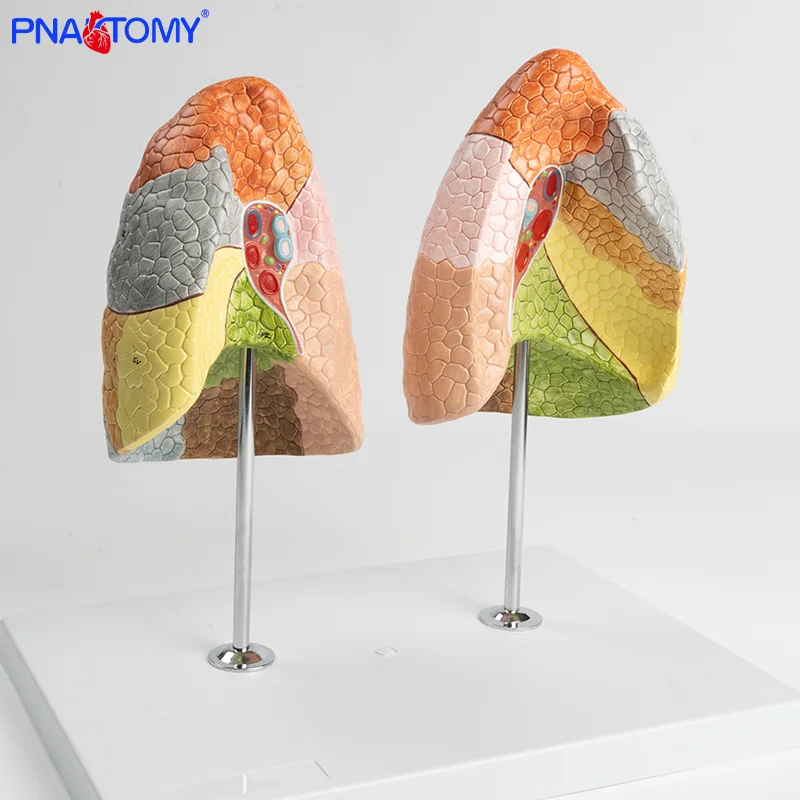 

Color Segmented Lung Model Human Lung Model Color Segmented Internal Organs Anatomical Model