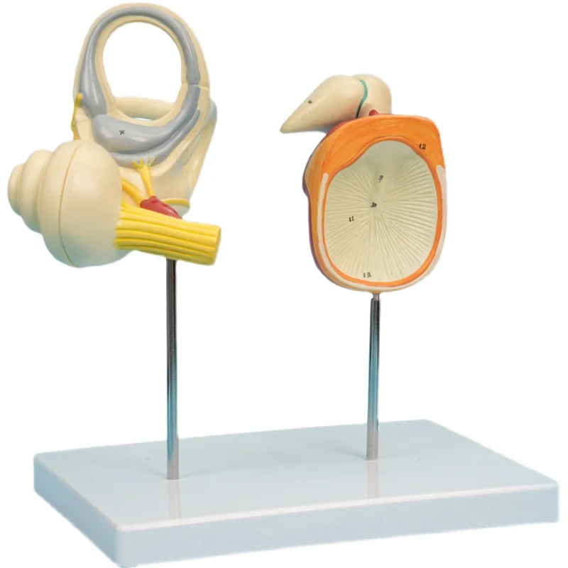Enlarge the anatomical model of the inner ear ossicles, tympanic membrane, vestibular cochlear nerve