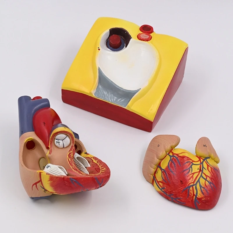 Modelo corazón humano Modelo médico Modelo corazón del cuerpo humano para educación científica