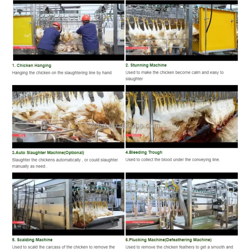 2025Chicken Automatic Slaughtering Machine Line Poultry Slaughterhouse  Equipment