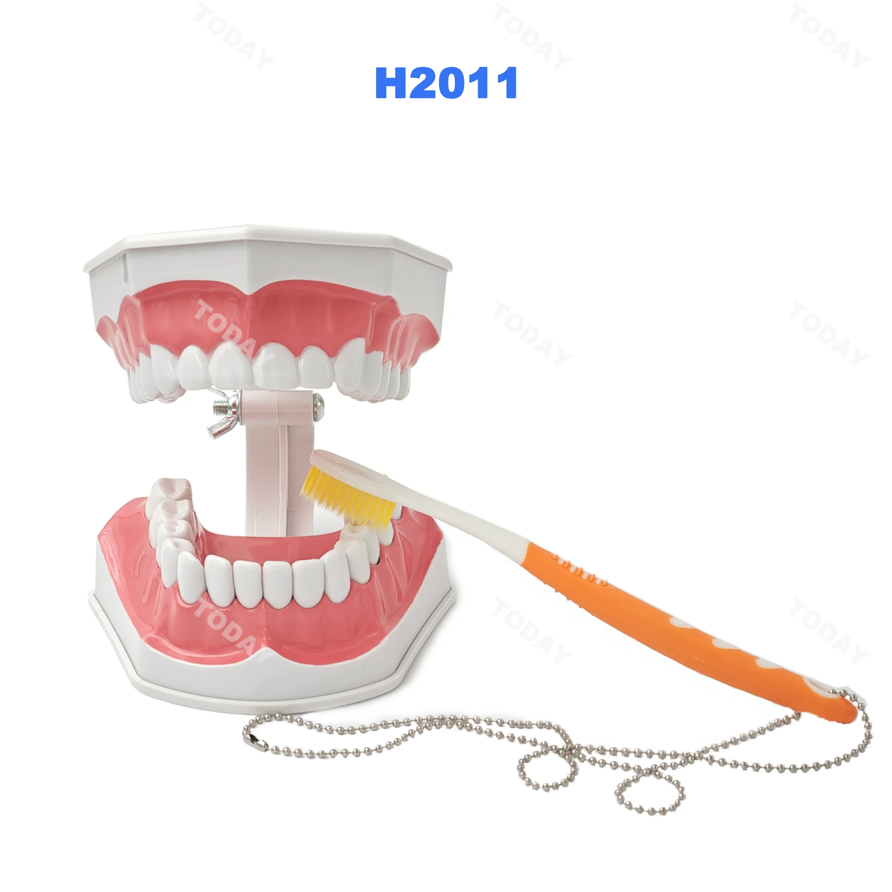 

Dental Teeth Model Teaching Model Dentist Educational Demonstration Medical Tool For Teaching Studying Brushing Teeth Education