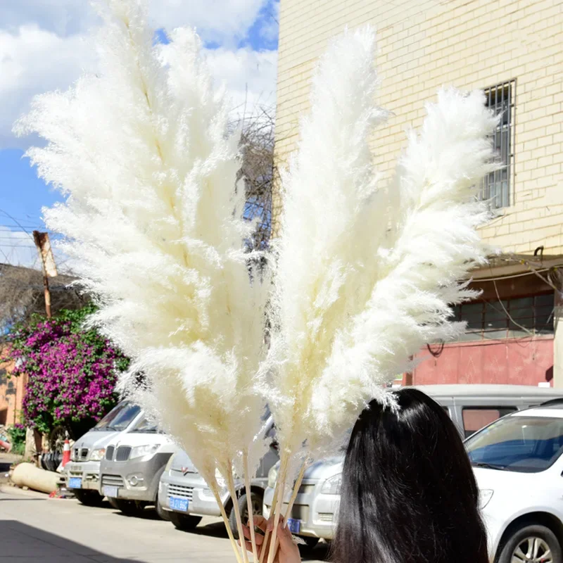 120cm Tall Natural Dried Pampas Grass: Infuse Bohemian Spirit into Your Wedding, Home Garden & DIY Bouquet Gifts