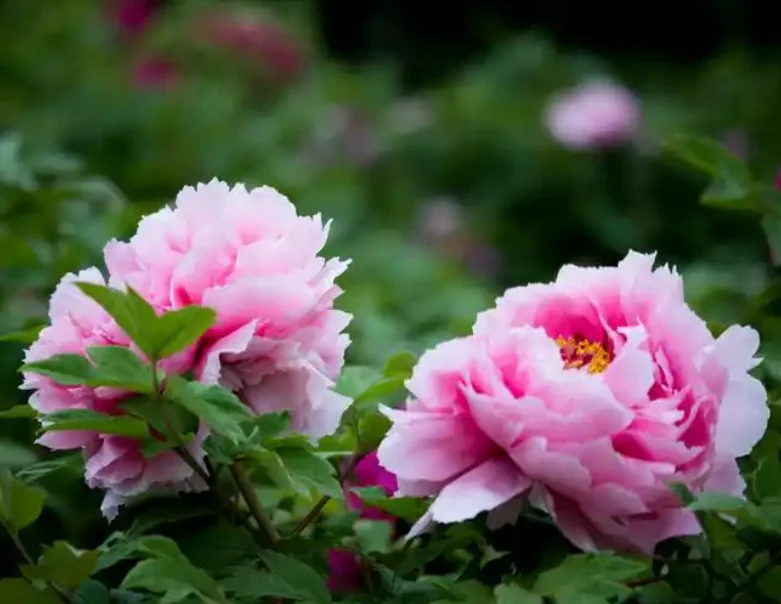 tuya-wifi-smart-weather-station-sensor-kit-smart-linkage-temperature-humidity-sensor-thermometer-hygrometer-for-indoor-outdoor