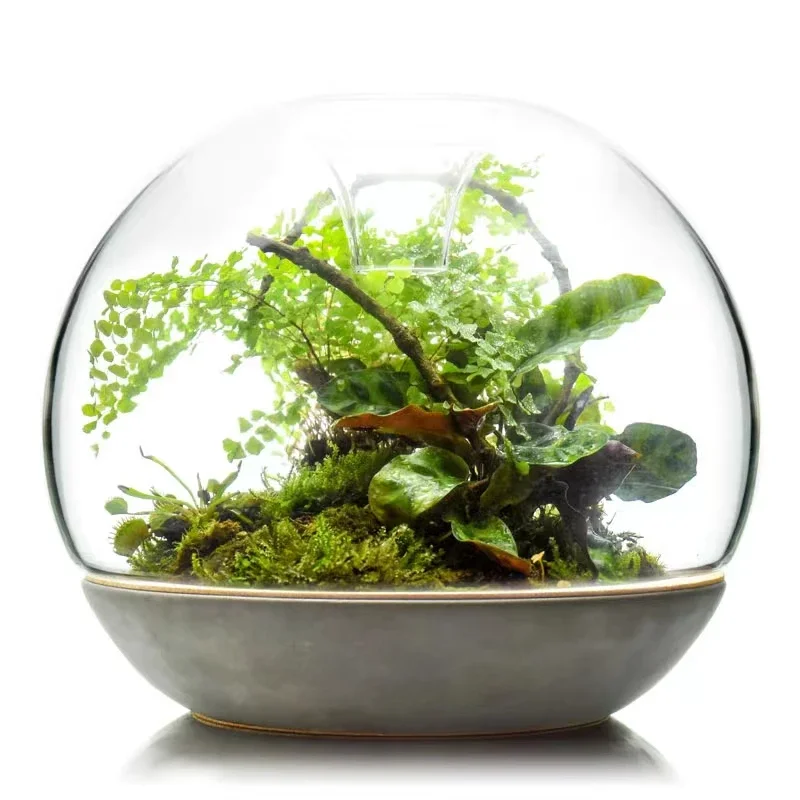 

Geonature Dome Geometric Natural Large Moss Landscape Bottle Cement Base