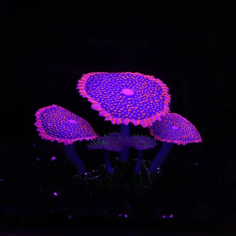 सिमुलेशन कोरल चमकदार पानी घास एक्वेरियम मछली टैंक परिदृश्य सजावट सिलिकॉन रंगीन सर्कल जलीय संयंत्र घर सजावट 10 best sales मछली टैंक के पौधे - №8