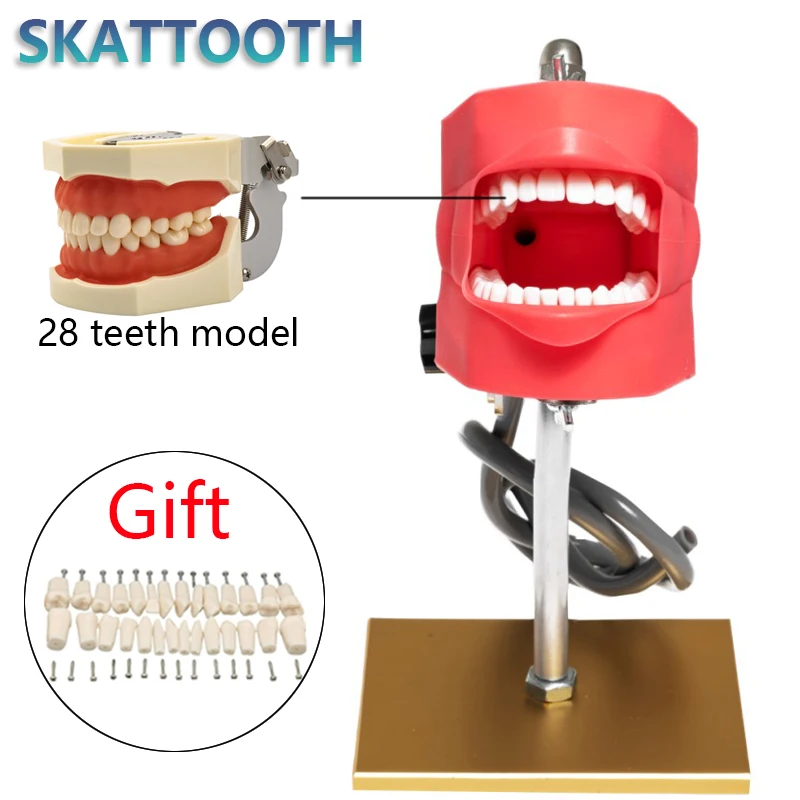 Simple Head Dental Simulator Model with Teeth Dental Teaching Experiment Dentist Practice 28 Resin Tooth Model Dental Equipment