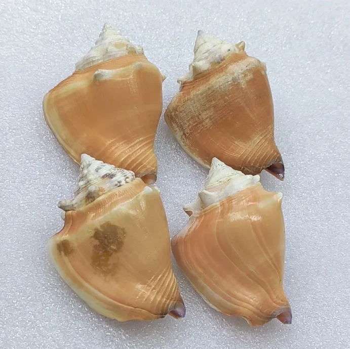 Rare Specimens of Natural Giant Conch Shells Creating Scenery in A Snail Fish Tank Home Decoration Collection Hermit Crab Shells