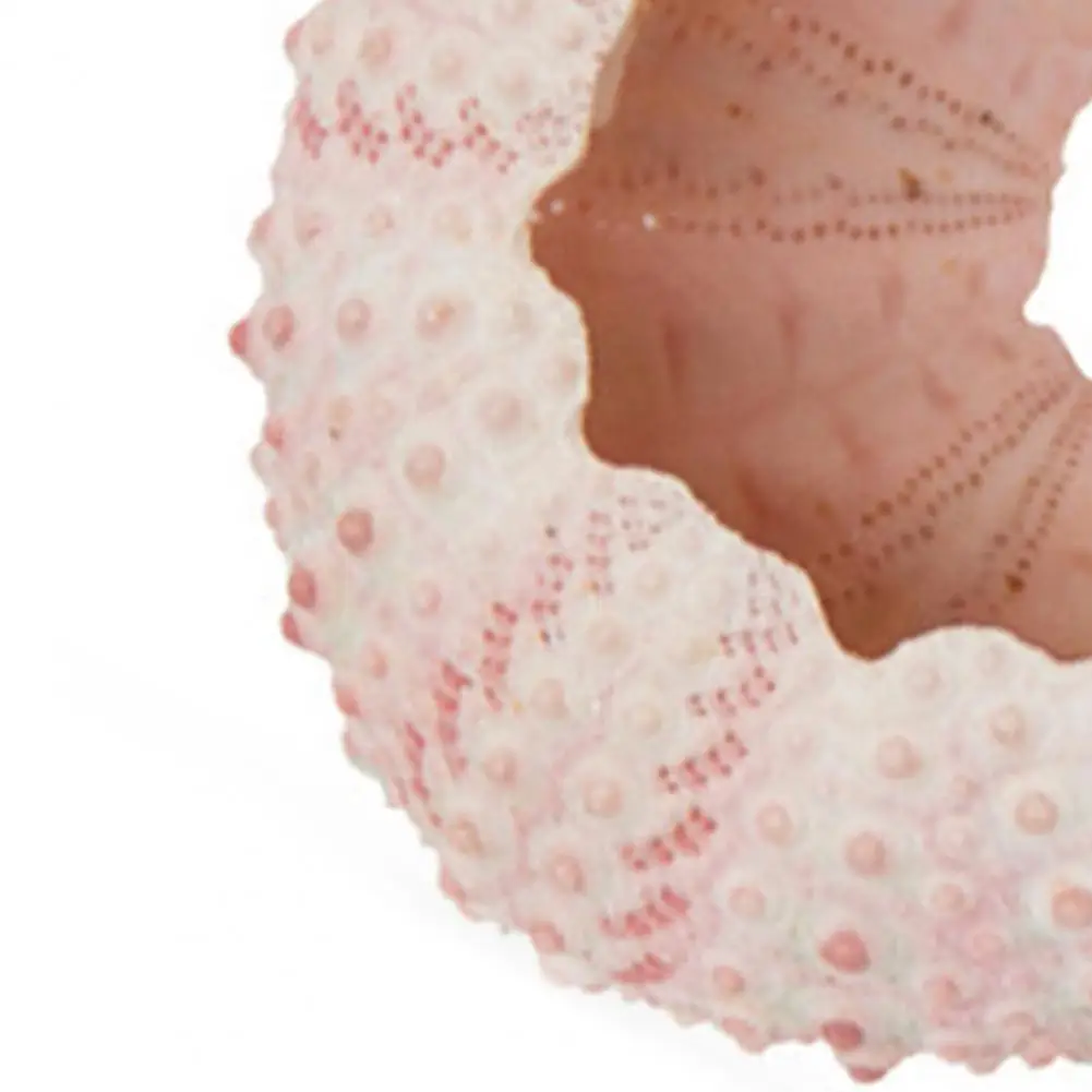Sea High Durability Exquisite Shape Eye-catching Seashell Conch Ornament DIY Home Decoration Birthday Gift