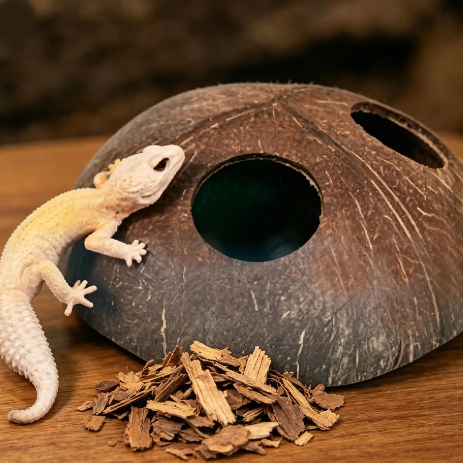 Natürliche Doppel-Eingangs-Lizard-Cave, dekorative handgefertigte Reptilien-Versteckhöhle für Taranteln, Chamäleons, Geckos und kleine Landtiere – Detail 4