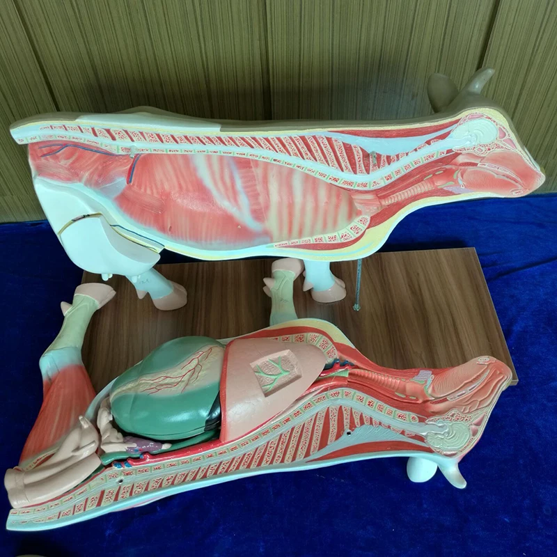 Study on PNT-LW02 Anatomical Model of Dairy Cow