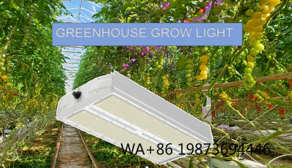 2025 Greenhouse LED Grow Light, Indoor Horticulture Lighting to Increase Yield & Quality