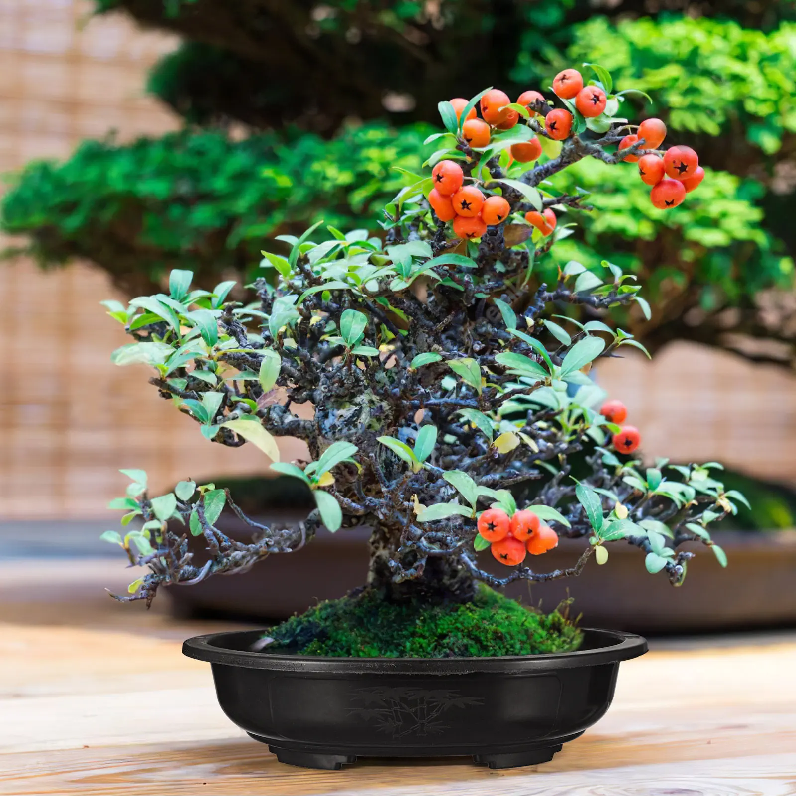 6-個の楕円形のプラスチック植木鉢大型排水穴植物容器多肉植物緑屋内装飾モダンなスタイル