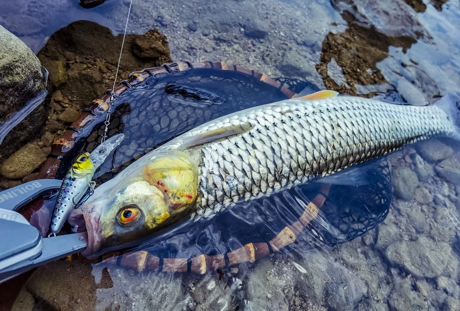 1Pcs Schwimmende Angeln Lockt Minnow Harten Köder 40mm 3g Hochfrequenz Schaukel Wobbler Crankbait Karpfen Barsch stecker Angelgerät – Detail 11