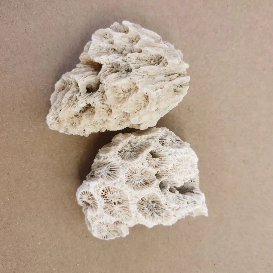 Coral Bone Fish Tank Filter Material High Quality Coral Sand Coral Stone Broken Coral Bone Decorative Aquarium Landscape Filter