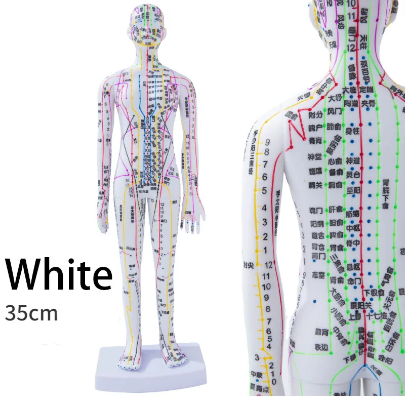 Human Body Acupuncture Model Female/Male Meridians Model Chart Book Chinese medicine 35cm