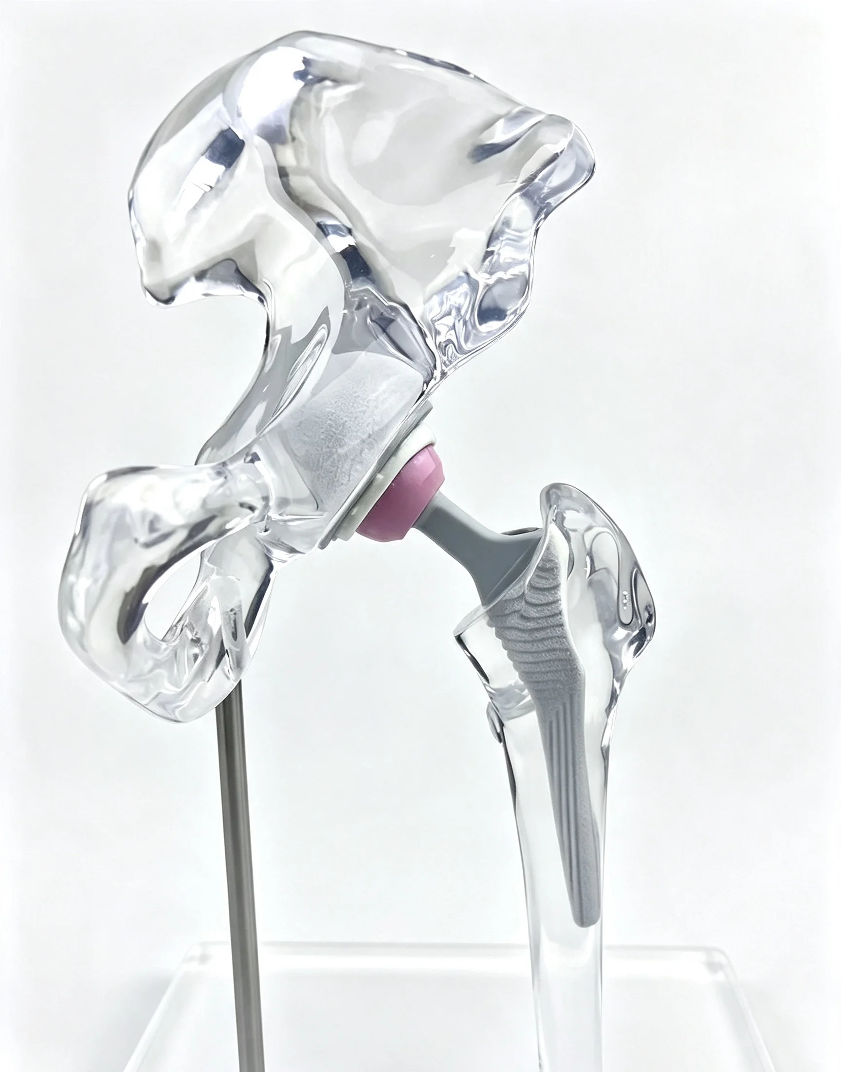 Transparent Hip Joint Model 2