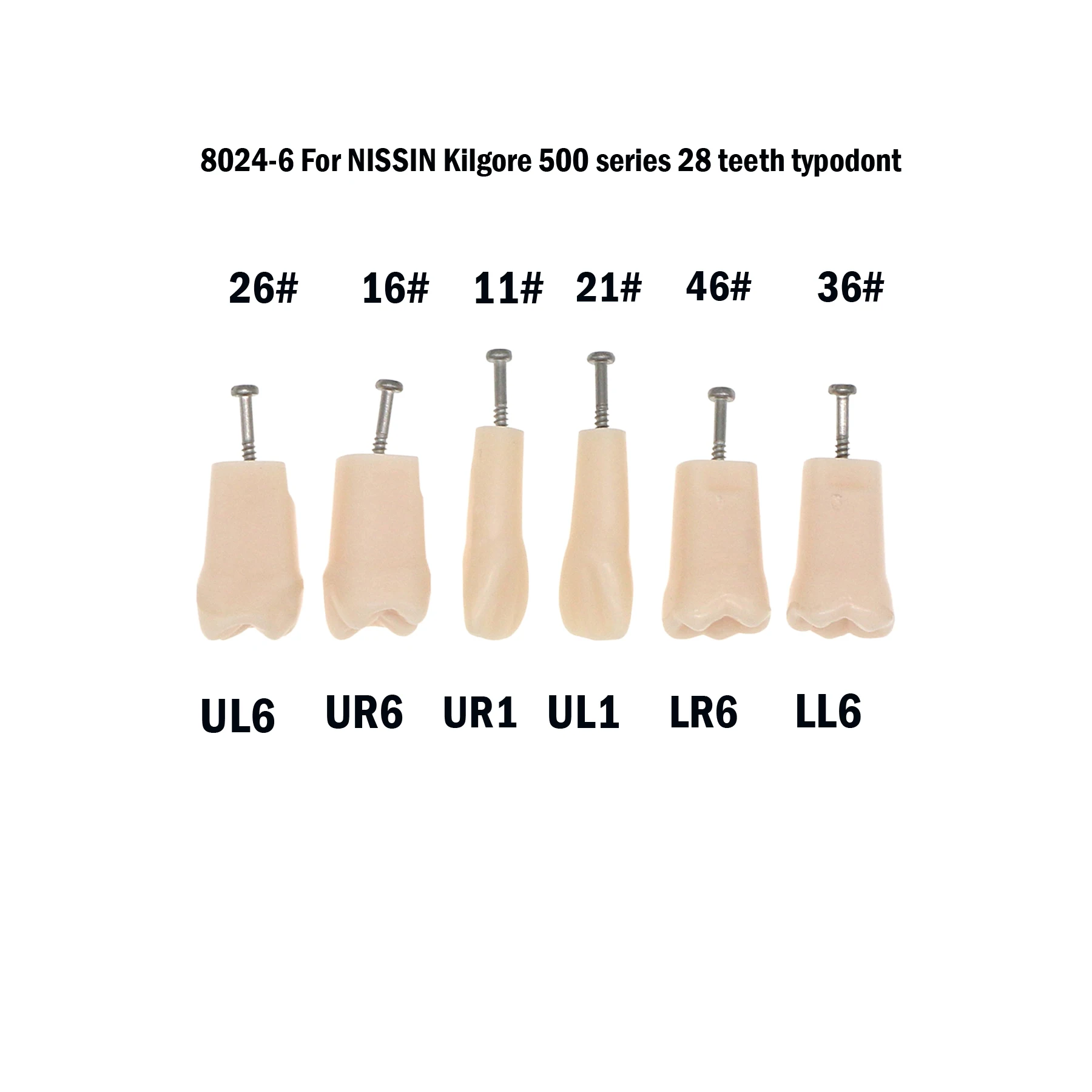 M8024/M8025 Dental Replacement Screw-in Teeth Typodont Model fit Kilgore NISSIN 200/500 Type