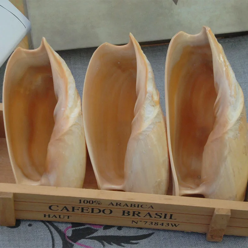 Cucumber Turbo Shell Natural Conch Shell Collection Ornament Aquarium Decor Fruit Dish Succulent Planter