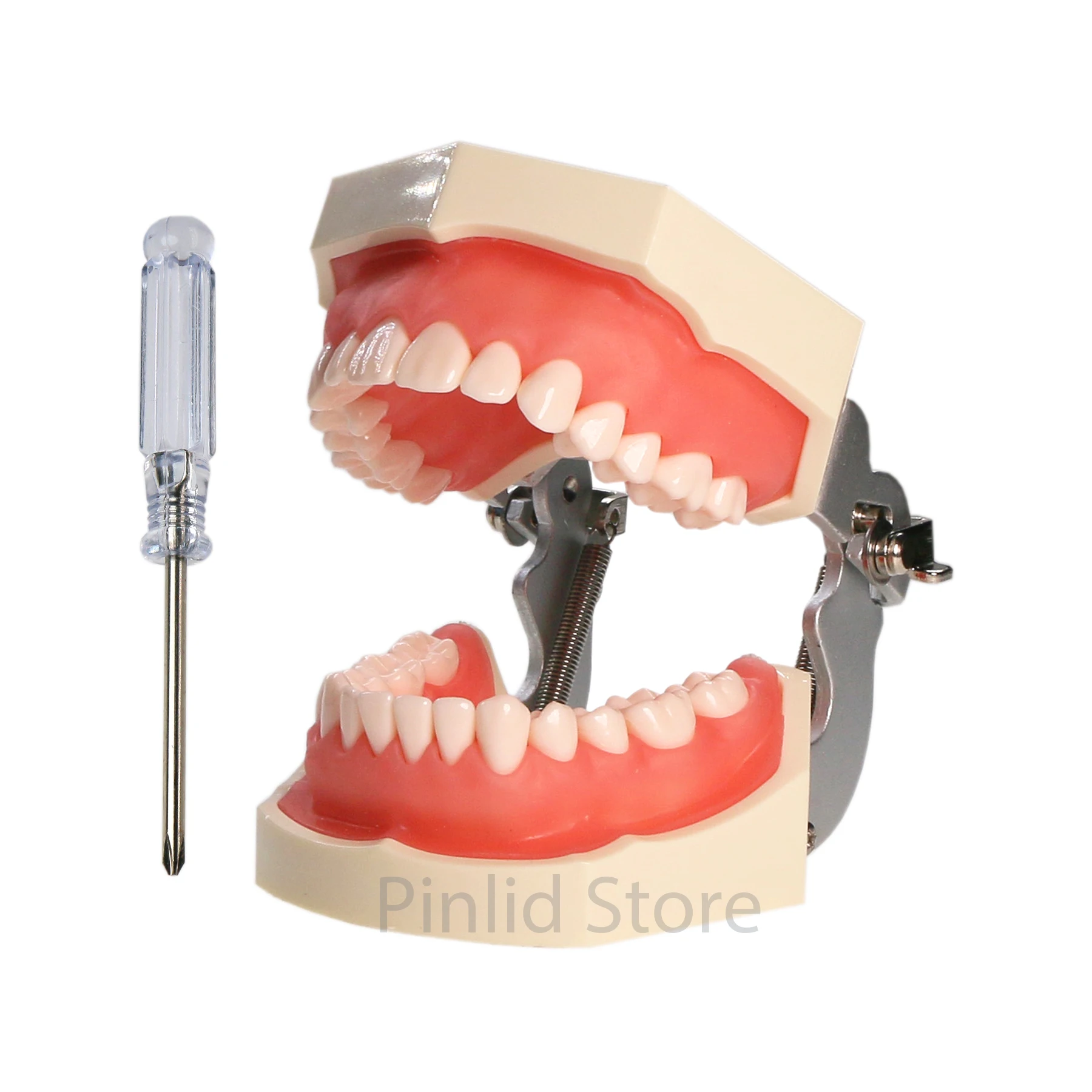 Dental Model Removable Screw-in Teeth Compatible with Screwdriver, 28 Pieces For Teaching Dental Research