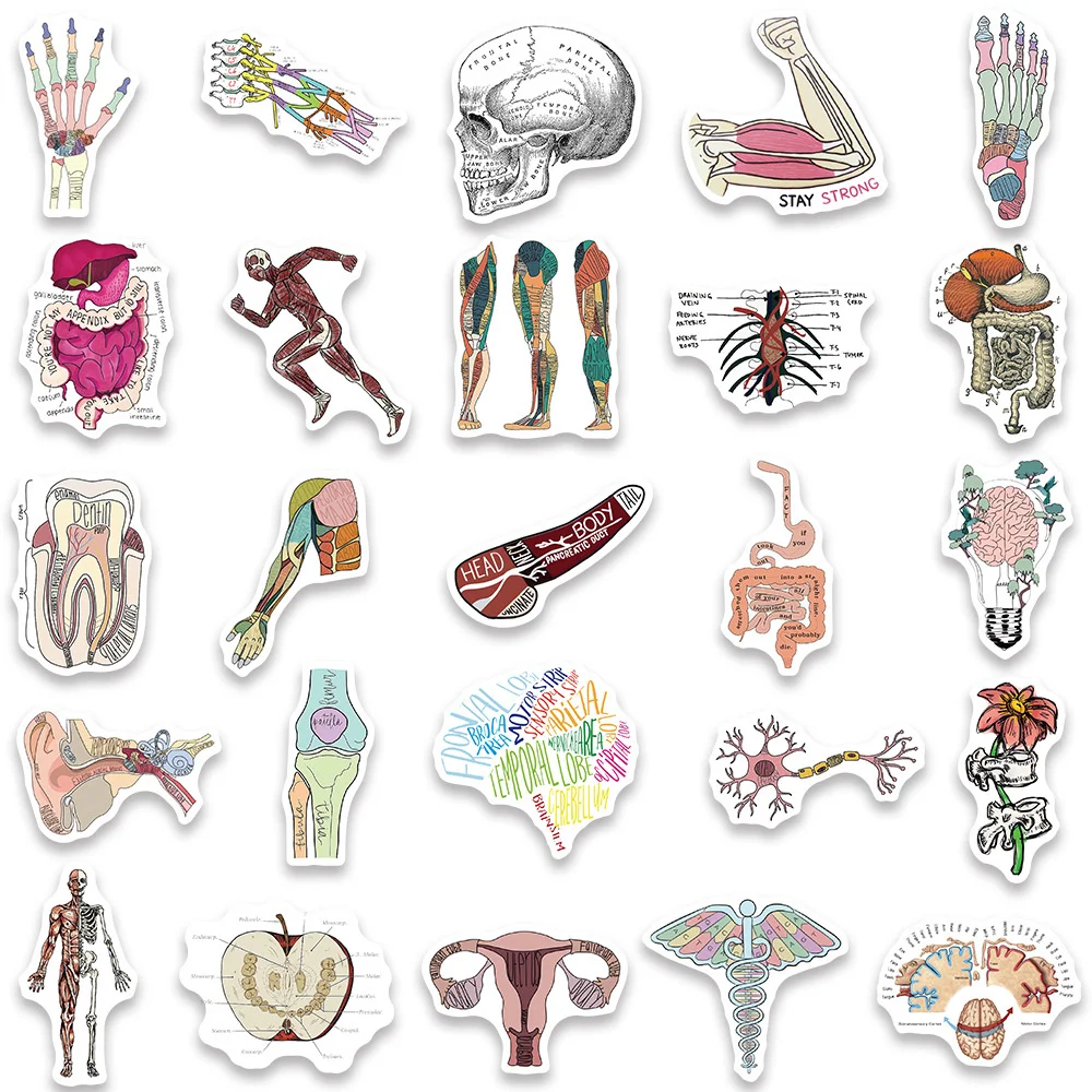 50pcs Human Body Science Anatomy Stickers Pack Laptop Phone Case Ipad DIY Sticker Journal Accessories Scrapbooking Supplies