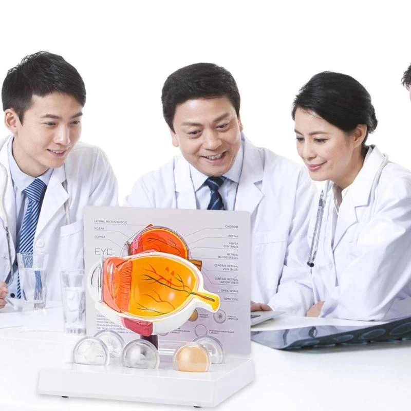 62KA نموذج تشريح مقلة العين المرضية الواقعية للتدريس، واستبحام الاستخدام التعليمي والعرض السريري