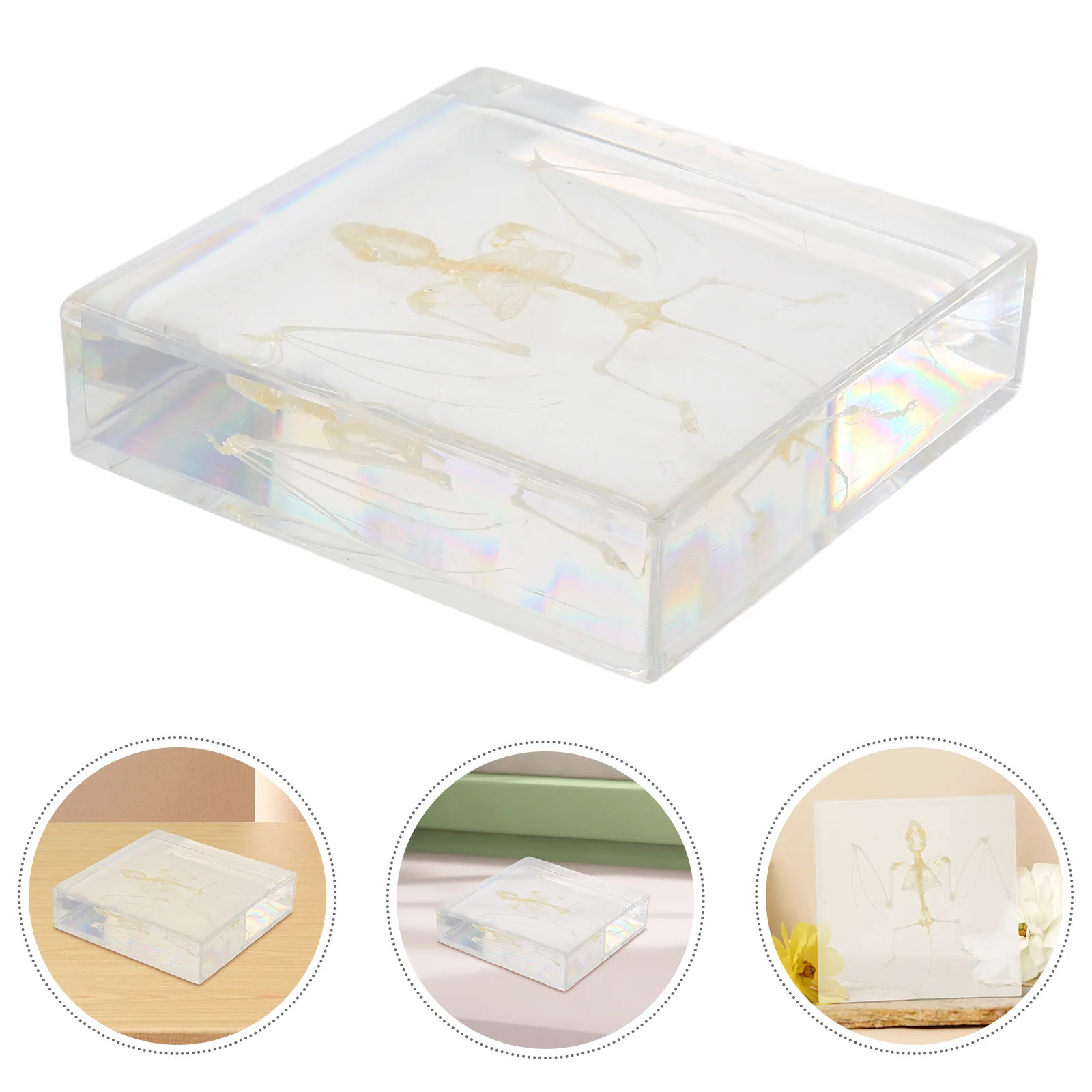 

Дисплей летучей мыши: настоящие кости летучей мыши, образец для научного образования, декора, мини-животное, реквизит для вечеринки на Хэллоуин, сделай сам