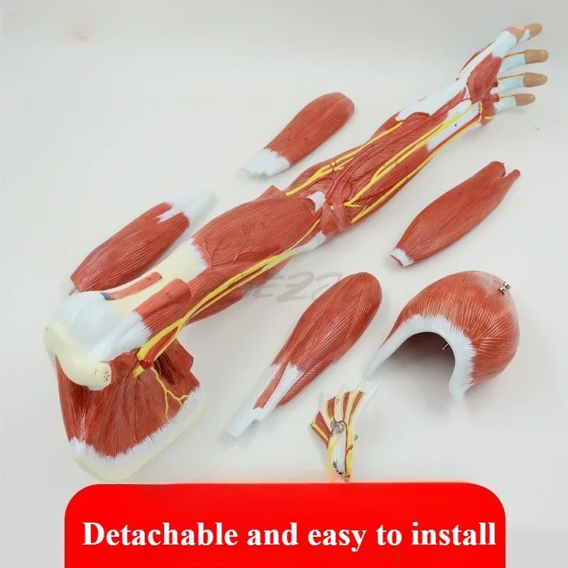 Upper Limb Muscle Anatomy Model Arm Blood Vessels Nerves Muscles Model Ligaments Bones Teaching Model