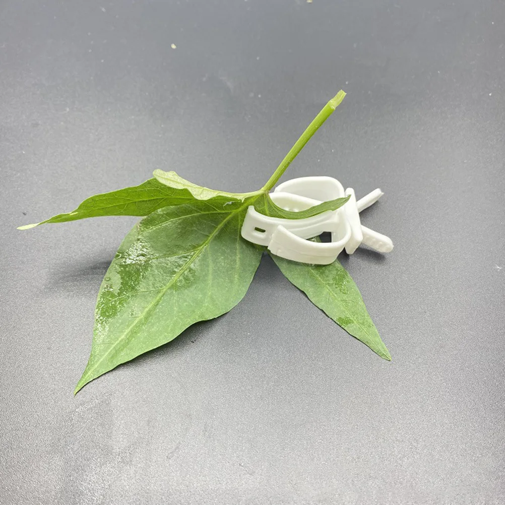 2 قطعة مشبك الخضار الببغاء قفص العصافير المشبك حامل Cuttlebone لقفص الطيور توريد مشابك الحيوانات الأليفة اكسسوارات دائم آمنة سهلة #3