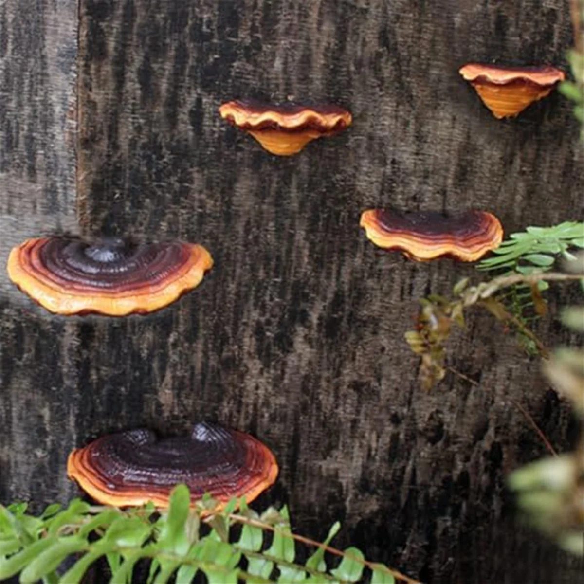 Best Set of 5 Mushroom Shelf Wall Decor Small Wall Shelf for Bedroom Resin Mushroom Decor Floating Shelves Corner Wall Decor