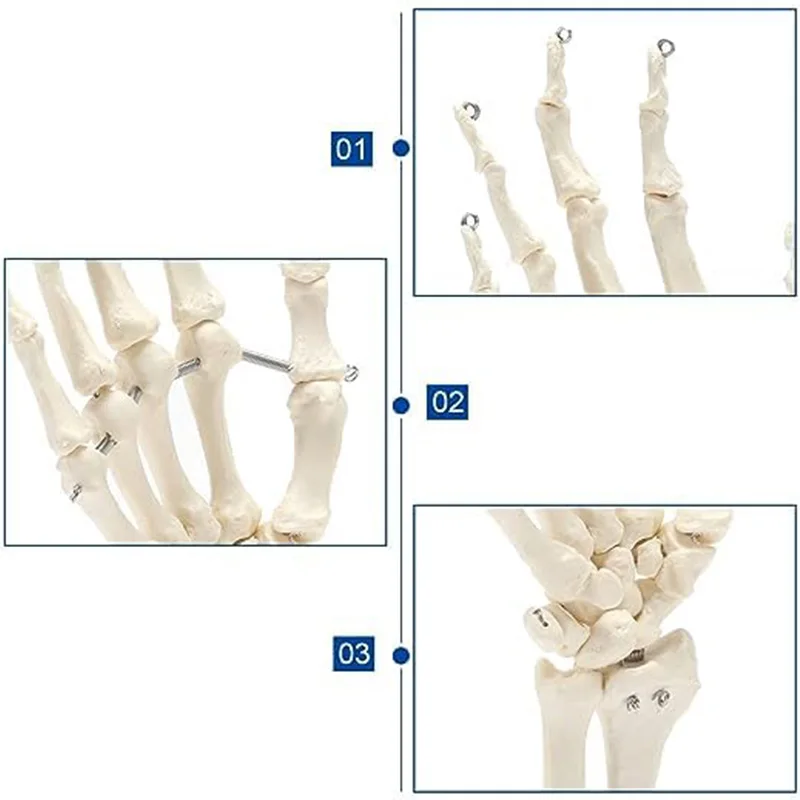 Medical Props Model Hand Joint Anatomical Skeleton Model Human Medical Anatomy School Teaching Supplies