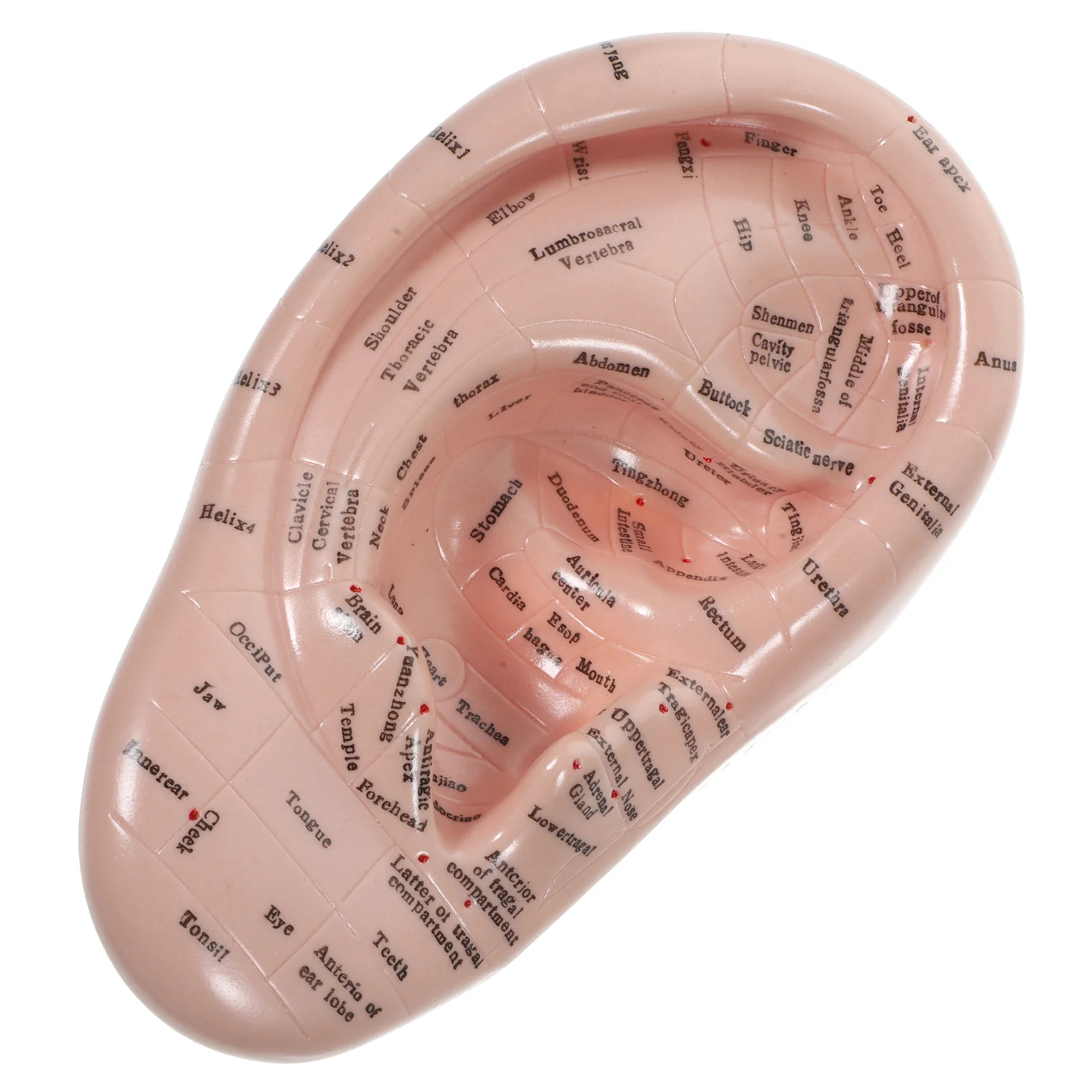 Auricular Ear Model Piercing Kit Seed Plastic Face Anatomical Pvc Soft Glue Beads