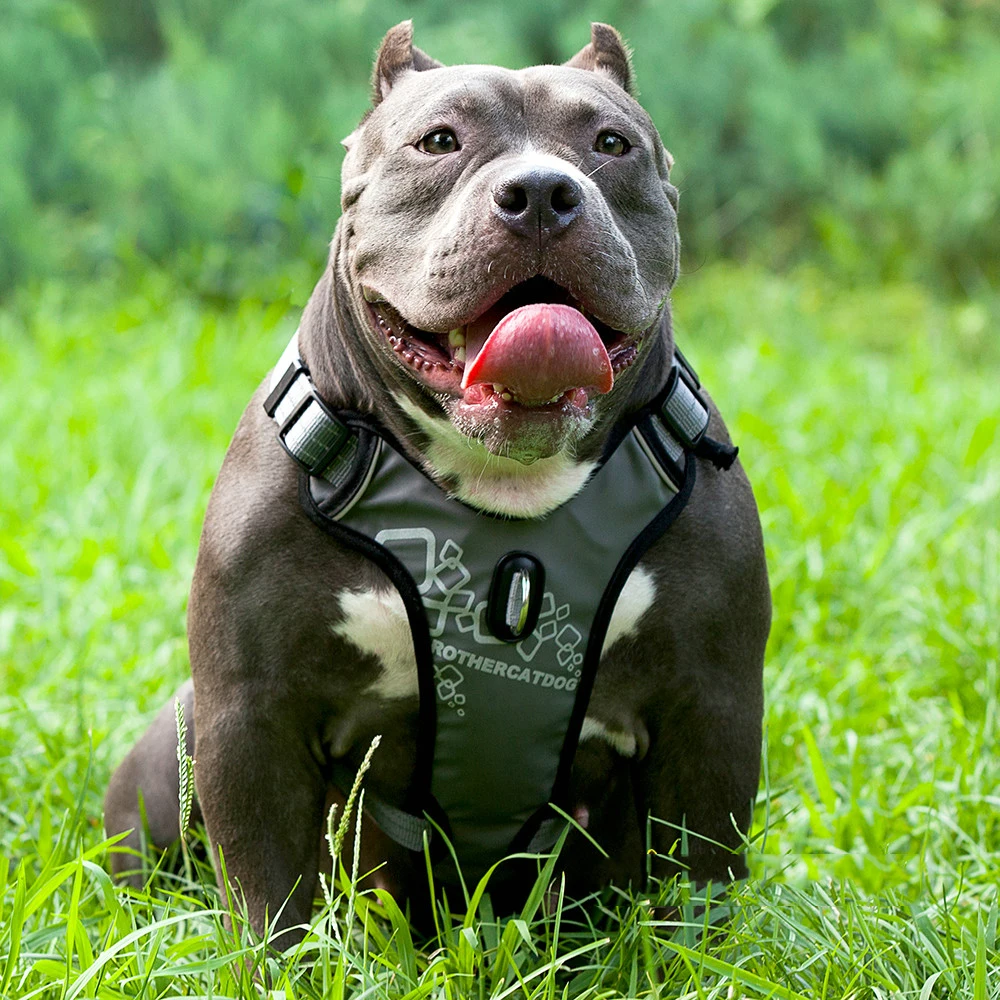 Tas punggung rompi Harness anjing peliharaan besar kokoh tahan lama ransel profesional berjalan di luar ruangan dengan pegangan untuk hewan besar Labrador Retriever