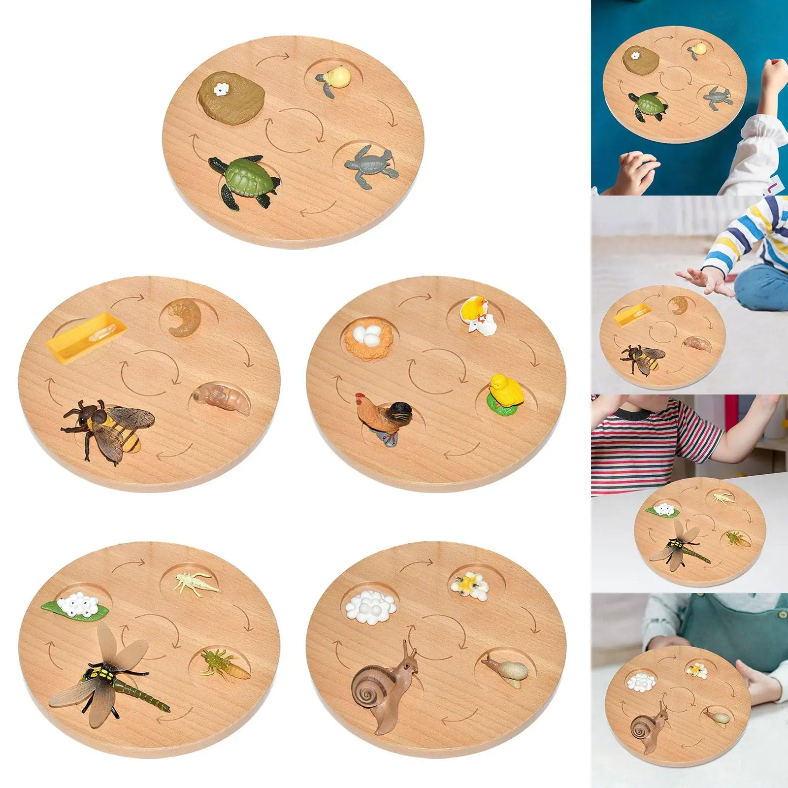 Life Cycle Board Educational Biology Birthday Gifts Puzzle Montessori Toys