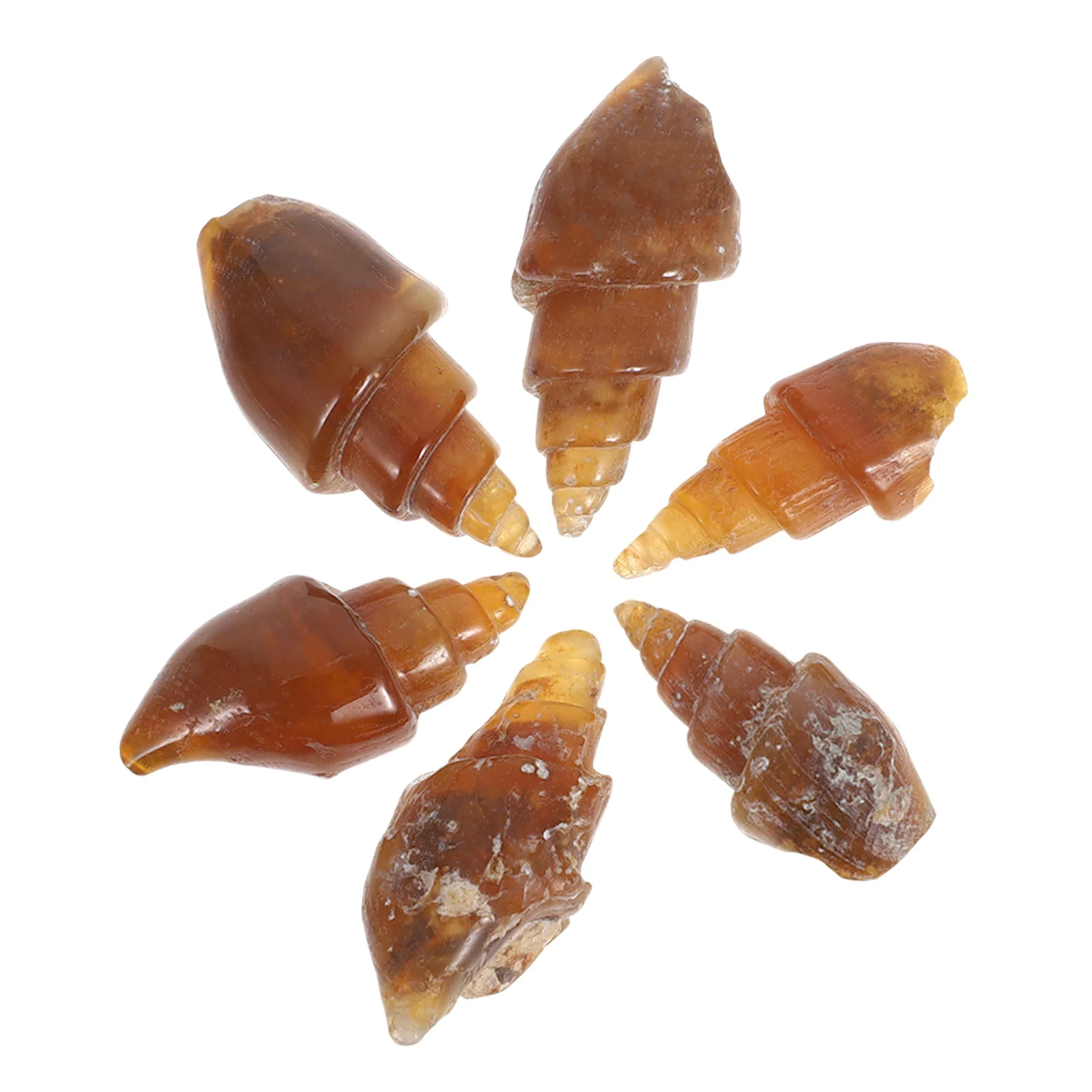 

6pcs Stone Snail Specimen Ancient Paleontology Rocks Minerals Kit Geology Education Science Teaching Supplies Agate