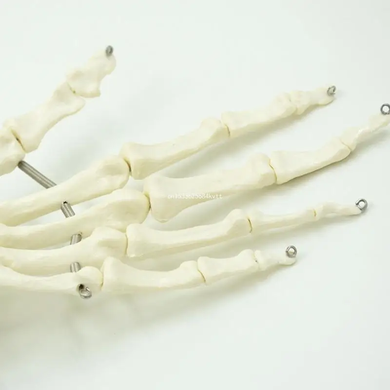 Human Hand Skeleton Model Life Size for Anatomy Study Flexible Knuckles Fingers Dropship