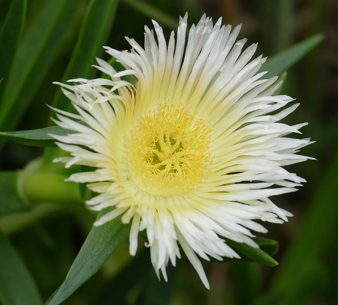 244 Uds. Semillas de Flor de Higo Flor Rosa, Suculenta Tapizante de Grandes Flores para Jardín de Roca, Talud y Maceta