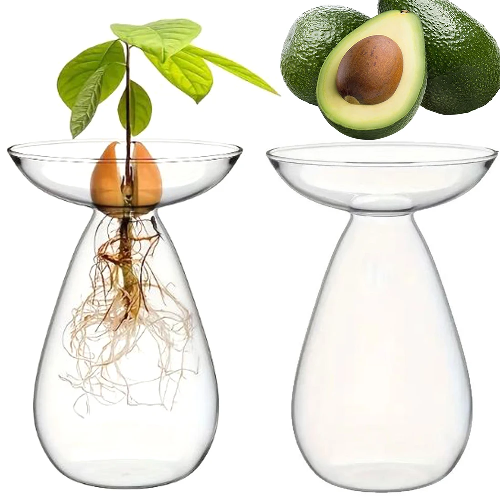 Avocado-Samen-Startbehälter Hydroponische Vase Transparente Pflanzenvermehrungsstation Glas-Avocado-Baum-Blumenvase für Gartenliebhaber