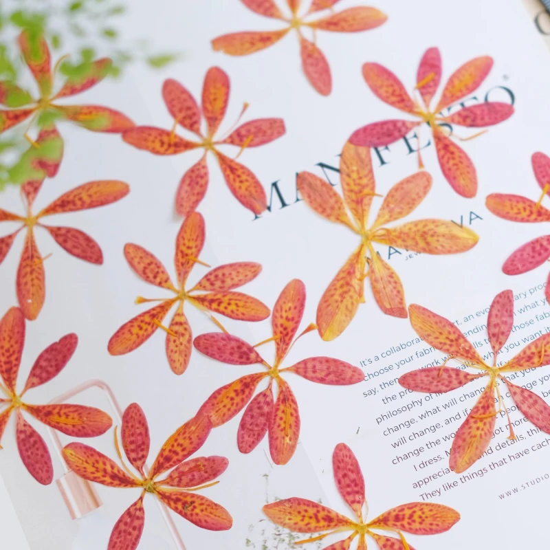 12 Stück, gepresste Belamcanda- und Iris-Trockenblumen, ideal für DIY-Epoxidharz-Handwerk, Handyhüllen, Untersetzer, Pflanzenrahmen, handgefertigte Dekoration – Detail 2